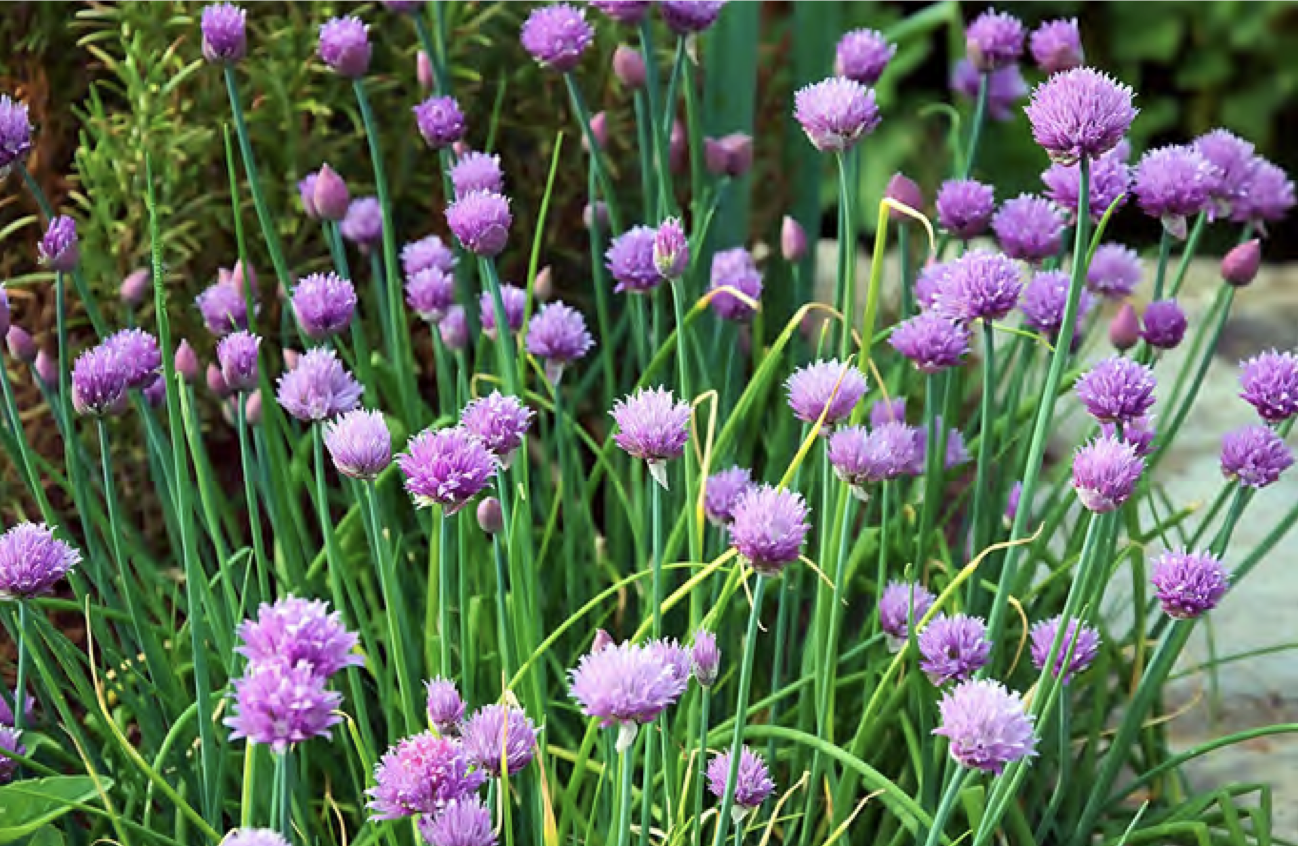 Herb of the Month: Siberian Chives