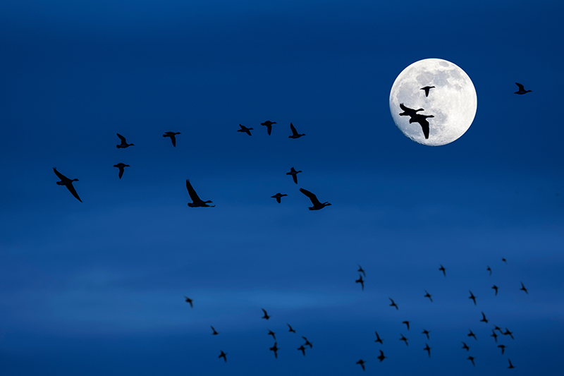 Saving Our Sky Travelers: Join Houston's Lights Out Campaign to Protect Migratory Birds