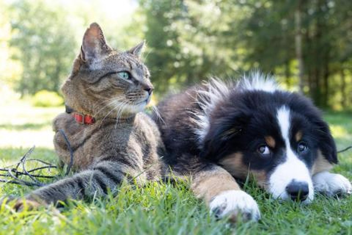 A New Leash on Life: Pet Care and Adoption Workshop