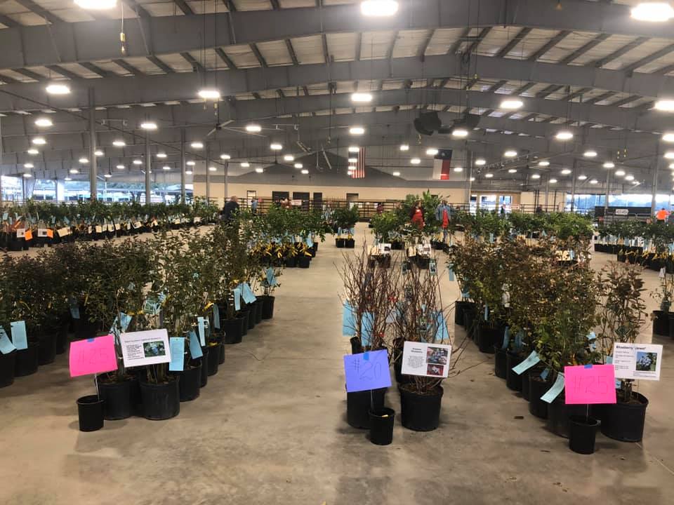 Master Gardener Sale Features Hundreds of Fruit Trees at Fort Bend County Fairgrounds