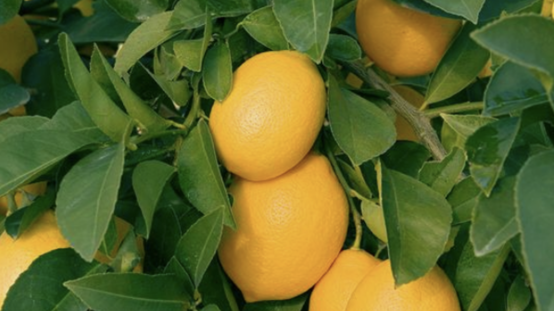 Fruit Tree Class by Fort Bend County Master Gardeners Katy / Fulshear