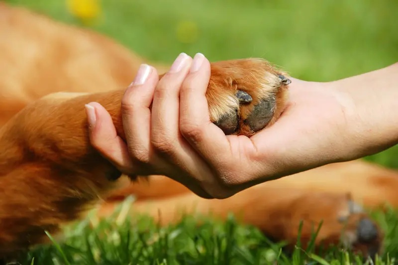 Protect Your Dog's Paws From Getting Burned