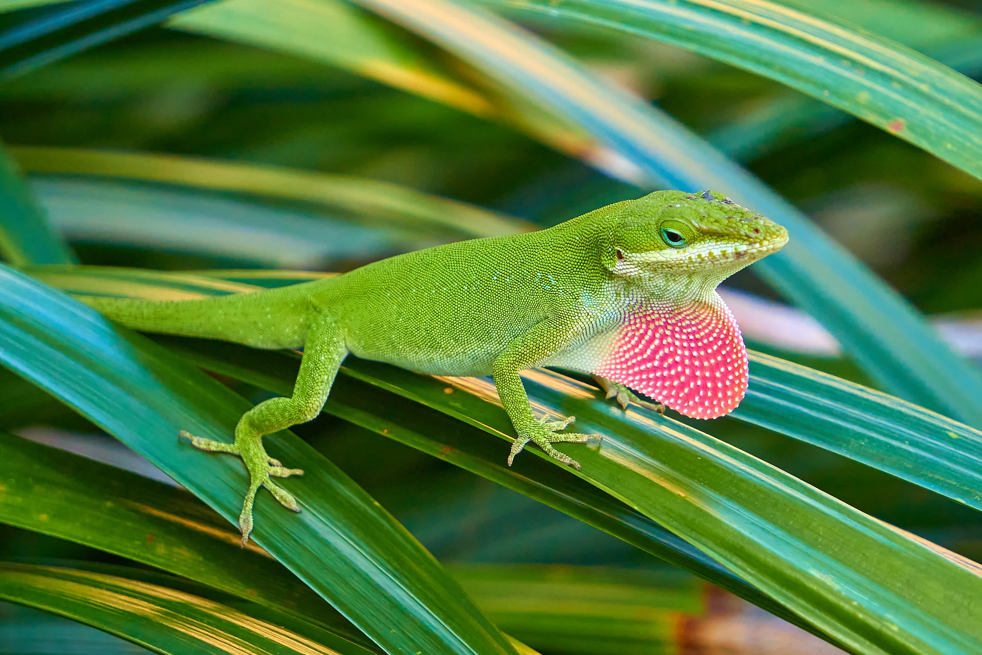 Leapinâ€™ Lizards: The Green Anole, Explained