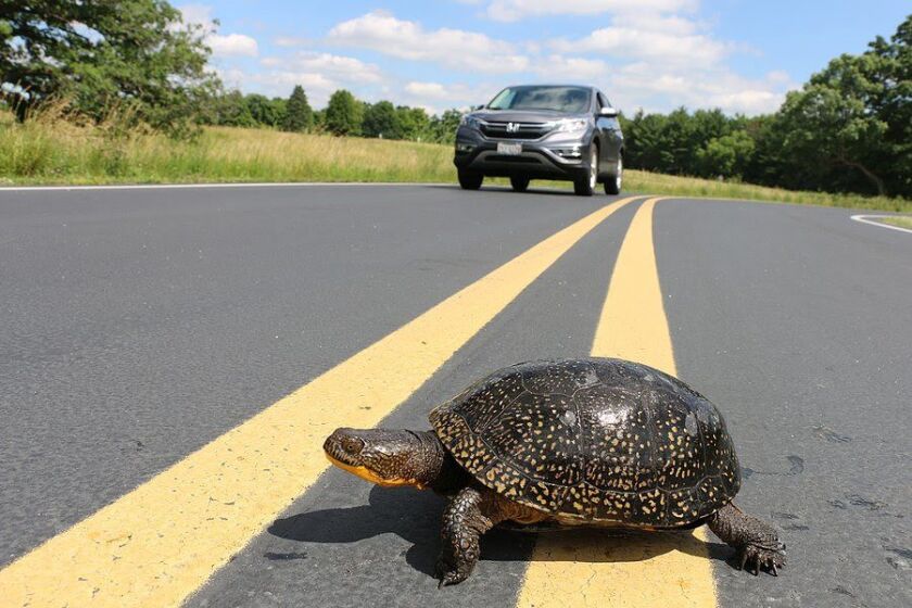 Watch Out for Turtles Crossing the Road
