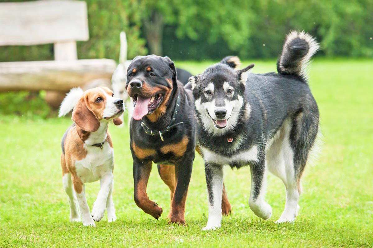 Ella Crossing Residents: Dog Park Registration Now Open