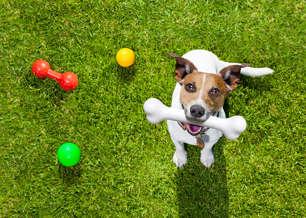 The Best Dog Parks Near Cypress: Where to Take Your Pup This Spring for Outdoor Play