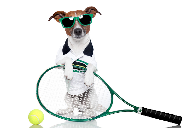 Keep the Fun Flowing: Why Pets Should Stay Out of the Tennis Courts and Clubhouse