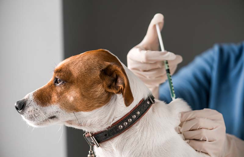 Find Out Where to Get Your Dog, Cat Vaccinated and Microchipped for Free