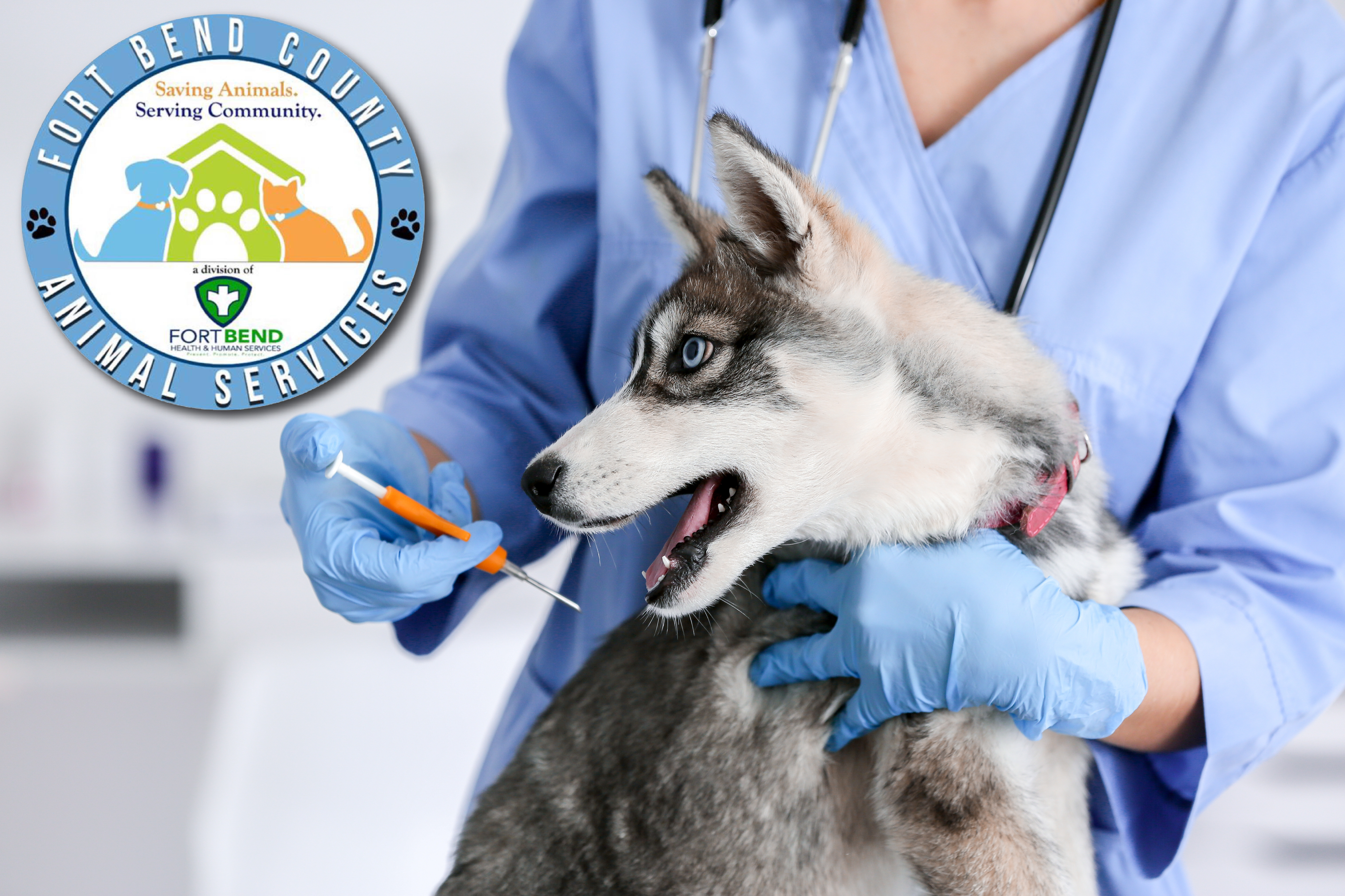 Free Microchip Clinics Aim to Protect Fort Bend County Pets Ahead of July 4th Fireworks