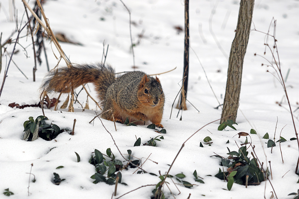 Houston Humane Society Wildlife Center Offers Winter Storm Safety Tips for Pets and Wildlife