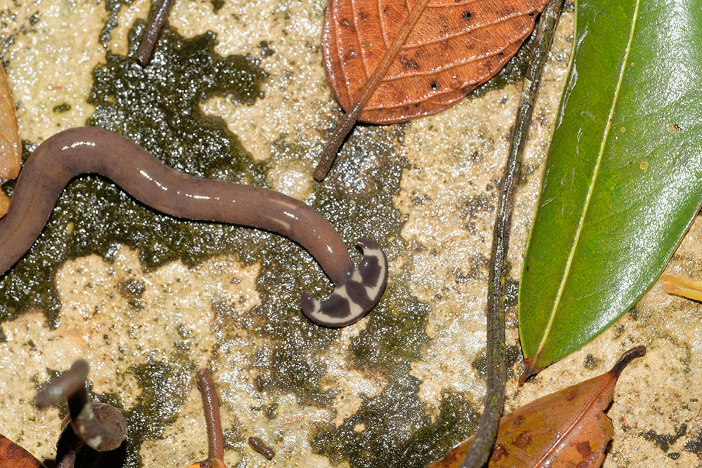 Hammerhead Flatworms Spotted in Harris County: What Homeowners Should Know About This Invasive Species