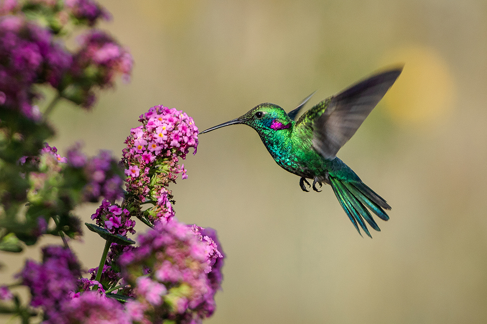 Fall Hummingbird Migration Has Begun in Barker: How to Spot, Support, and Enjoy These Tiny Travelers