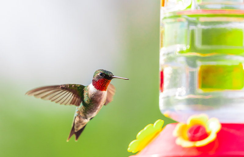 Easy DIY Hummingbird Nectar for Migrating Hummingbirds