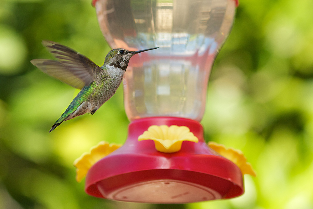 Hummingbirds in Houston: How to Attract, Spot, and Photograph Them This March 2025