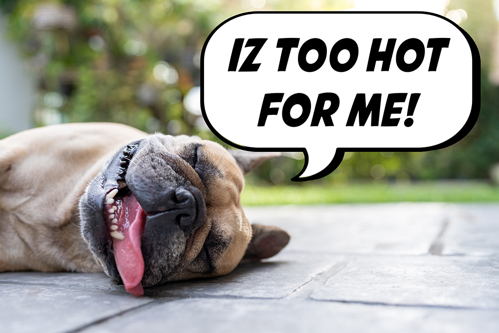 Hot Weather, Hotter Pavement: Summer Pet Safety Tips Every Remington Ranch Homeowner Should Know