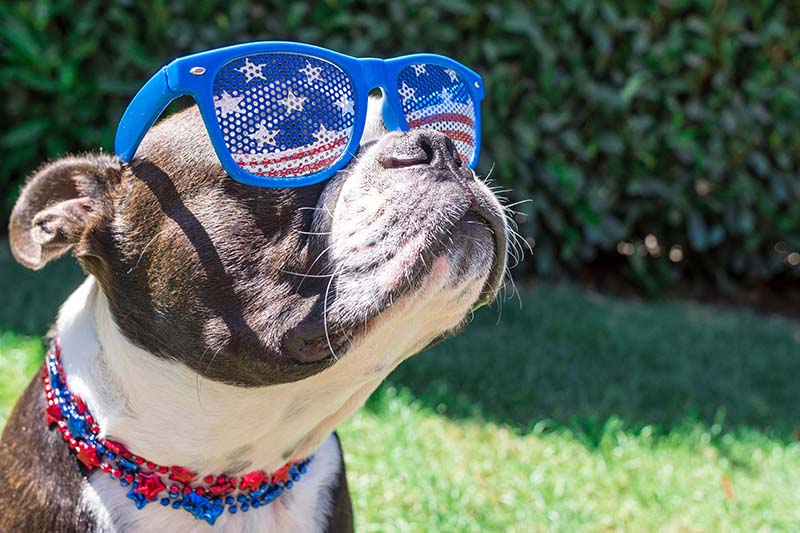 Houston SPCA Shares Tips for Keeping Pets Safe and Happy on the Fourth of July