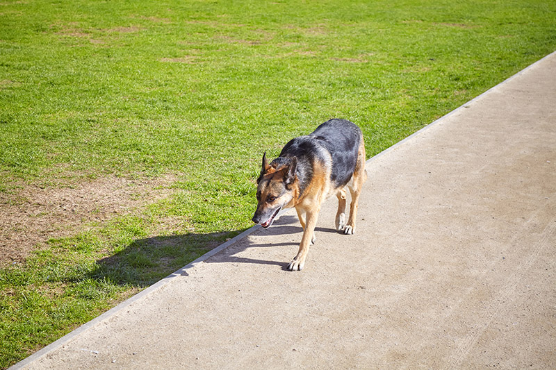 Stray Dogs in Your Neighborhood