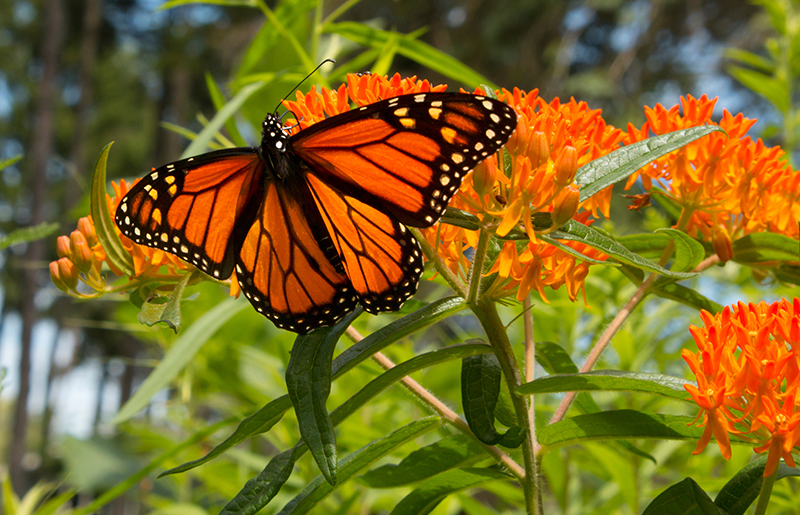 Successful Butterfly Gardening This Spring