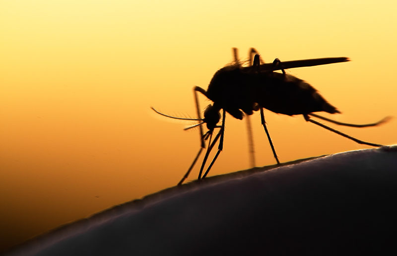 First West Nile Virus Mosquito Sample of 2024 Found in Harris County