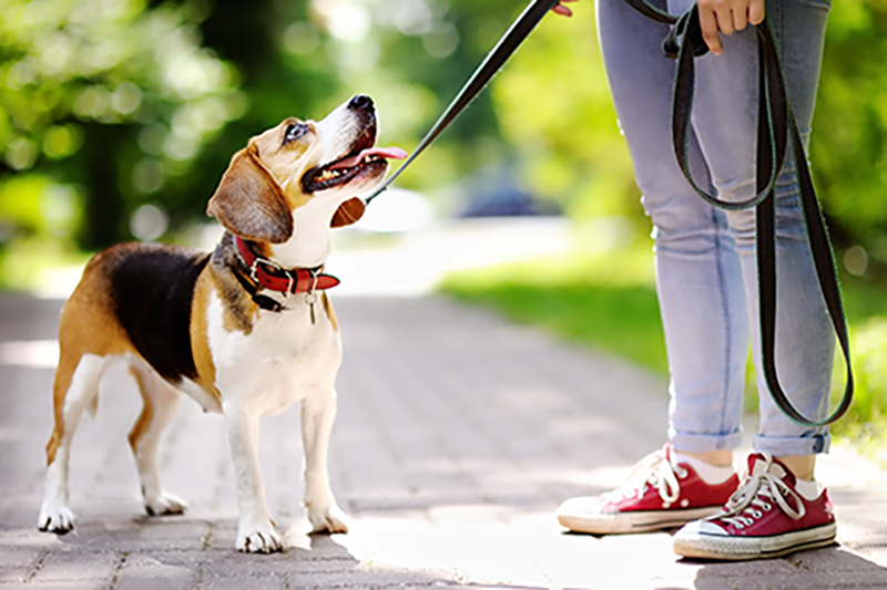 Leash Laws in Fort Bend County: What Residents Need to Know for Pet Safety and Community Responsibility