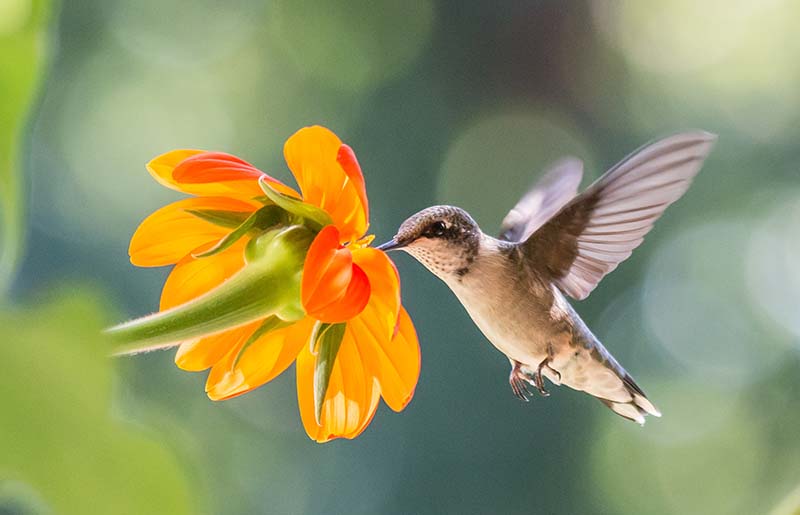 Kleb Woods Nature Center to Host 14th Annual Hummingbird Festival