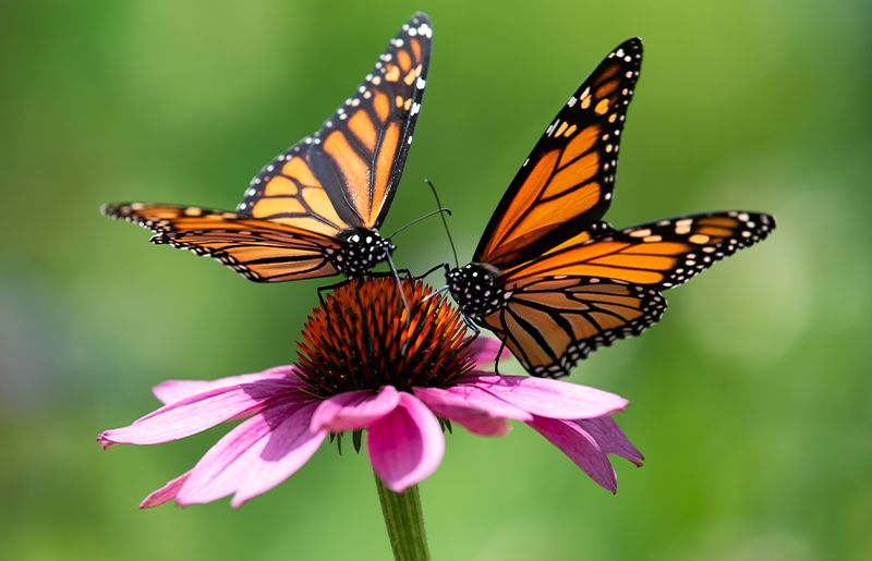 FBCMG Presents Butterfly Gardening Basics at Cinco Ranch Branch Library