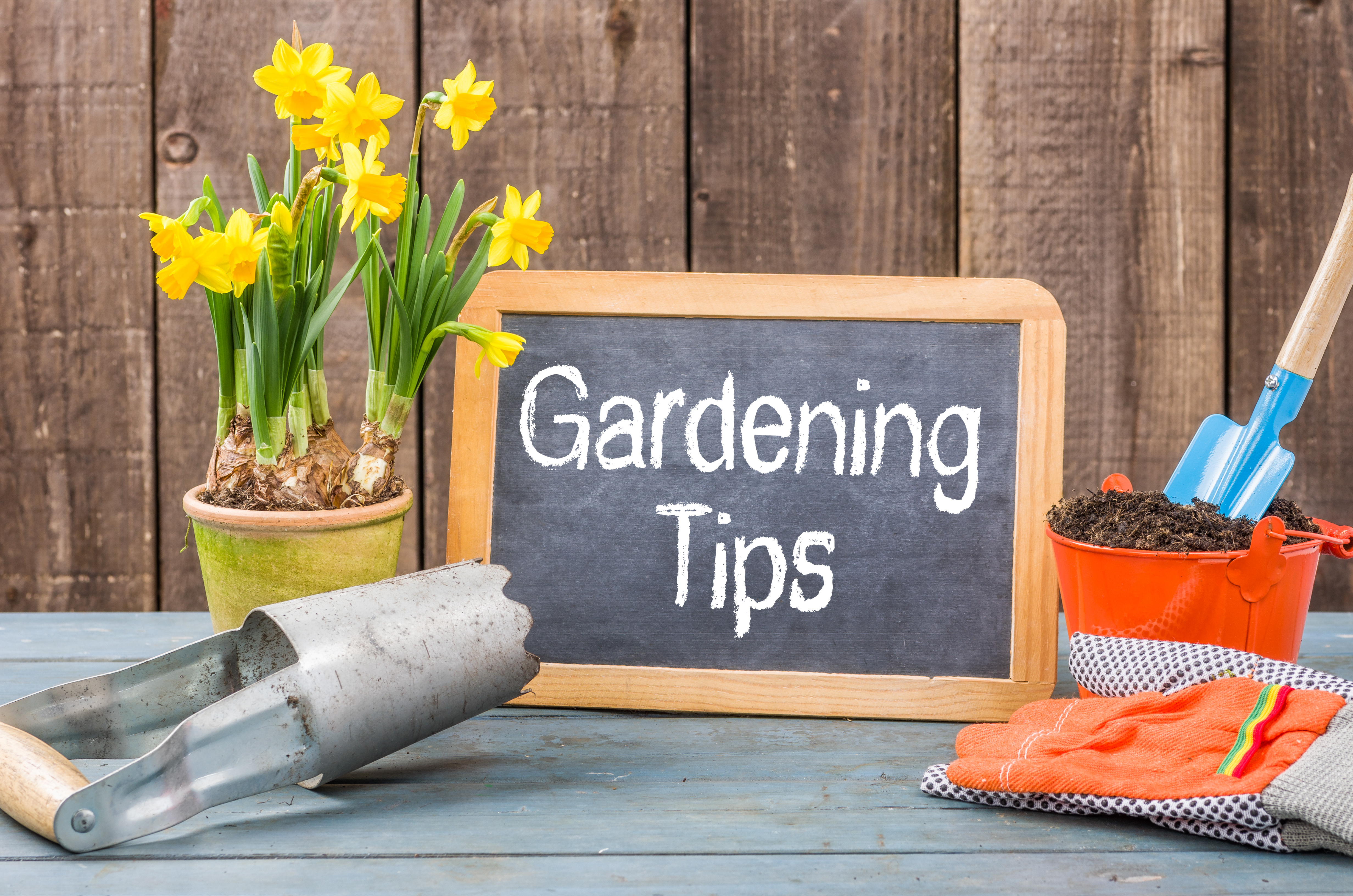 March Gardening Tips
