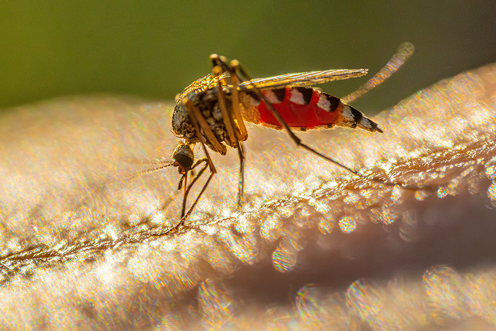 Harris County Confirms First Human West Nile Virus Case of 2025