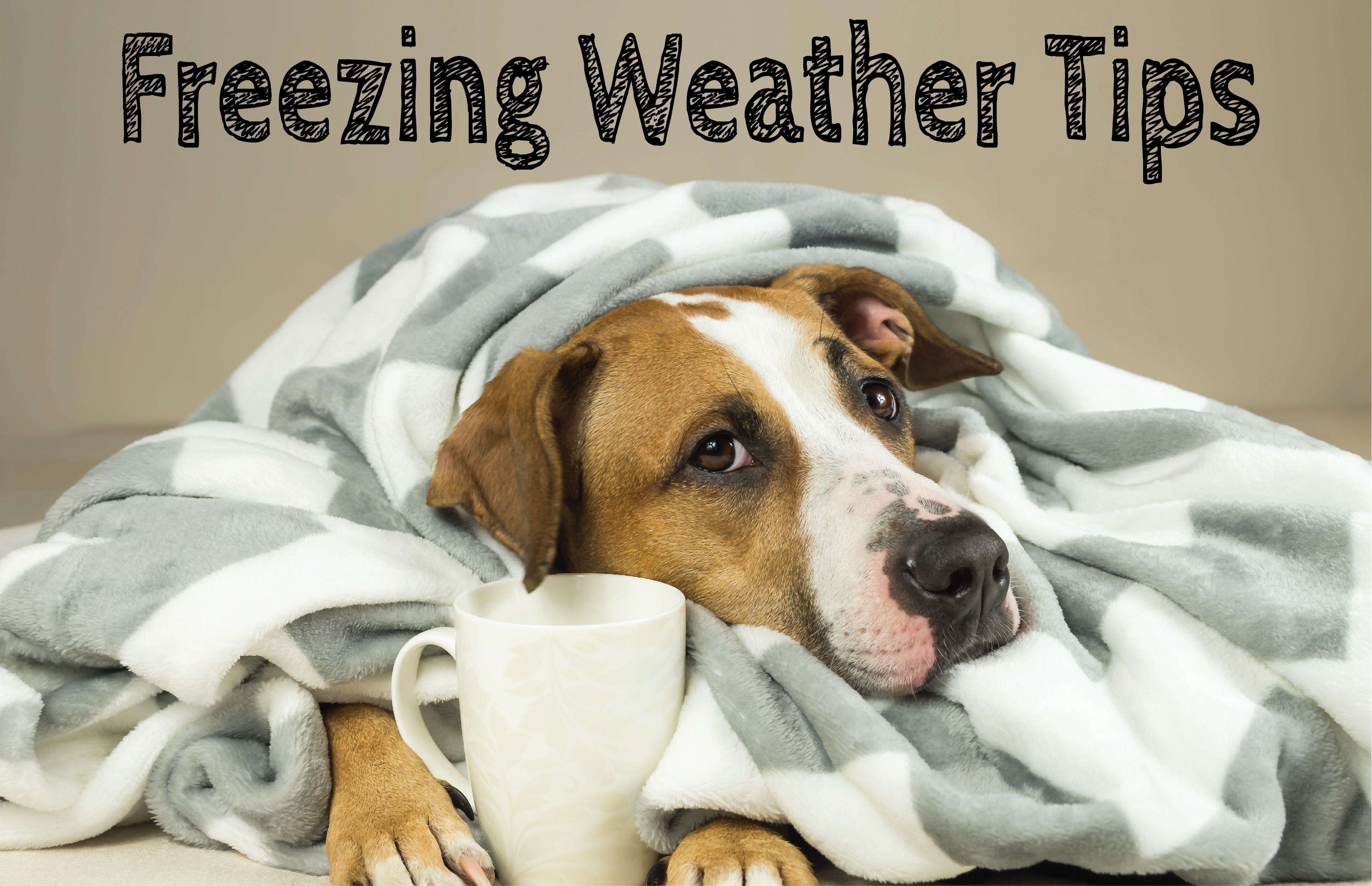 How to Prepare Your Home, Family, Pets, and Vehicle for Freezing Weather in Houston