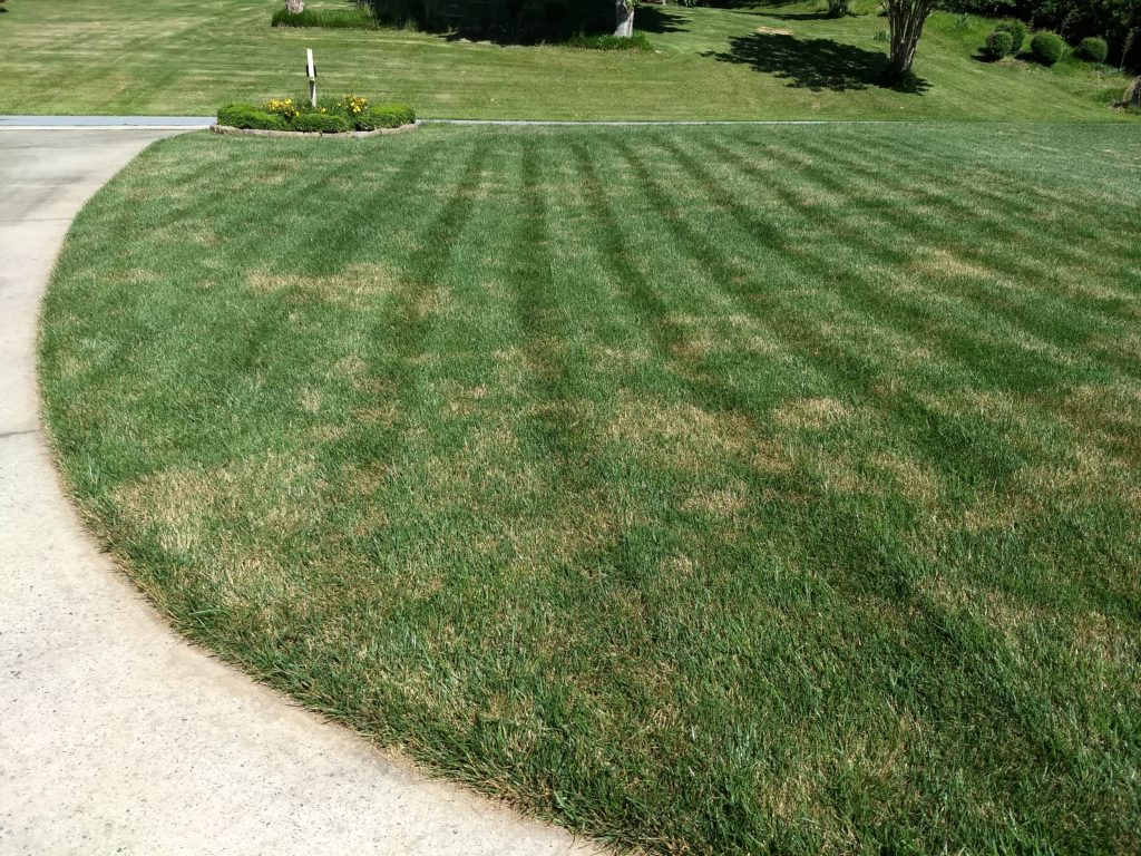 Brown Spots & The Signs of Summer Lawn Stress