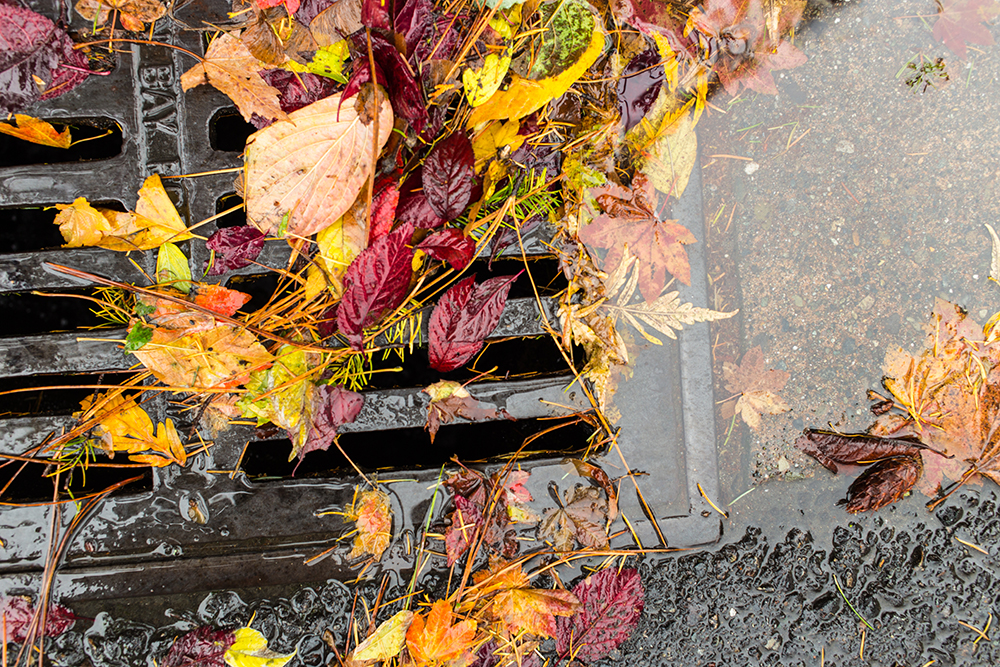 Before the Leaves Drop: How Small Yard Habits Can Help Prevent Flooding in Cypress Point