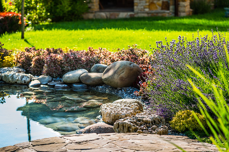 Create Your Own Backyard Water Garden Lunch & Learn