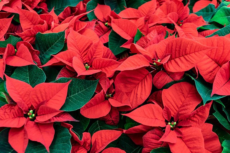 Cinco Ranch High School Band Boosters and Brookwood Community Team Up for Poinsettia Sale