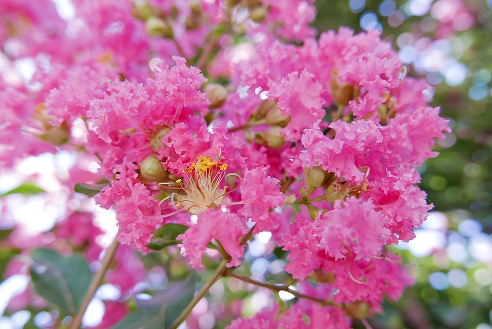 Pruning Your Crape Myrtle Trees: A Helpful Guide for Greater Houston Residents