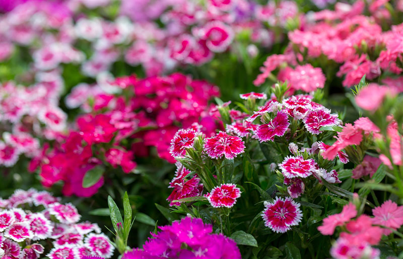 Plant of the Month: Dianthus