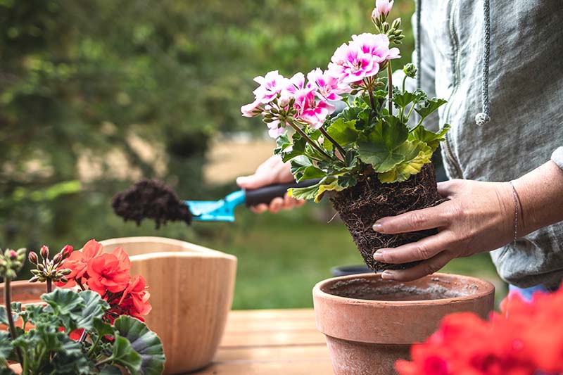 June Gardening Tips