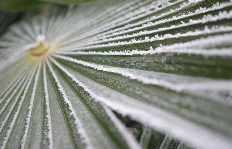 Local Gardening Experts Offer Post-Freeze Tips for Affected Plants