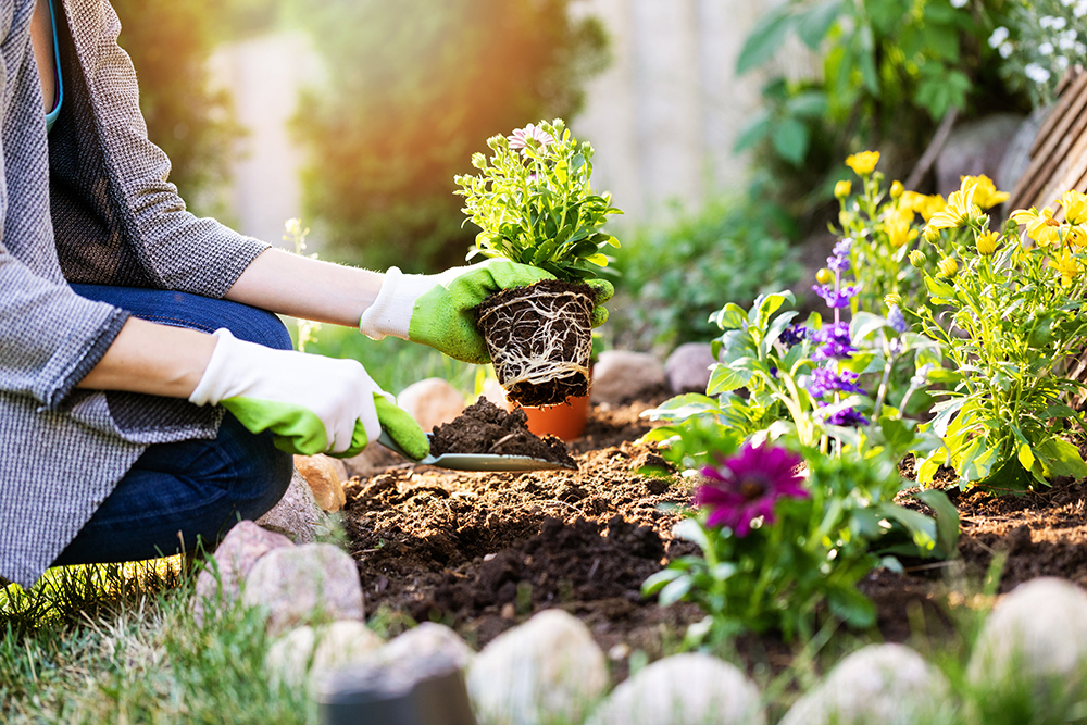 Best Practices to Refresh Your Flower Beds Local Gardening Experts