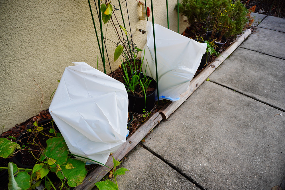 Fort Bend County Master Gardener Shares Expert Tips for Preparing Your Garden and Protecting Plants from Winter Freezes