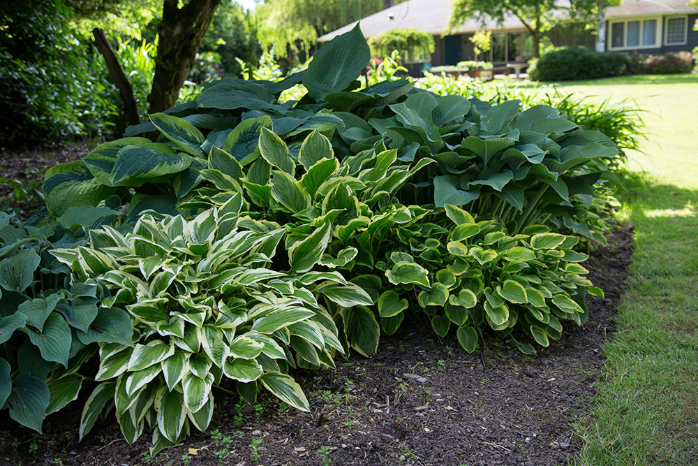How to Grow a Thriving Shade Garden: Fort Bend County Master Gardeners Presents Free Masterclass for Katy and Fulshear Homeowners