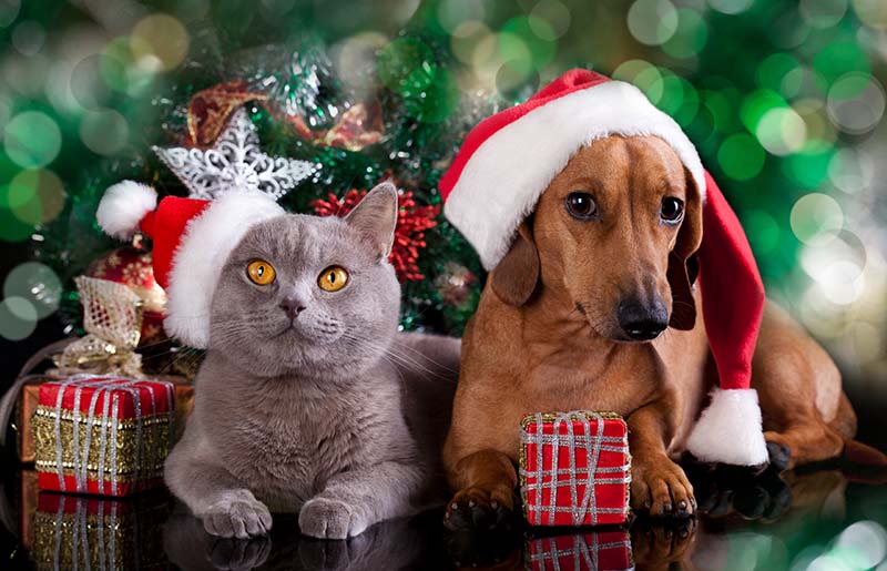Home for the Holidays Pet Adoption Event This Saturday