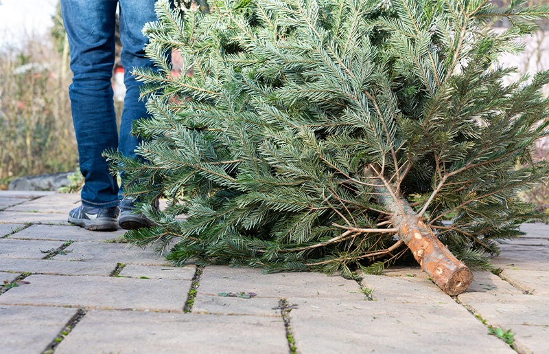 Local Parks Host Christmas Tree Recycling Drives