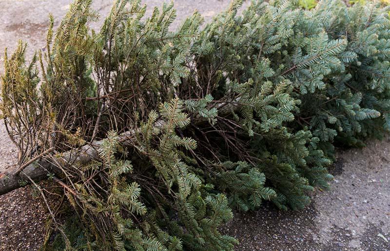 Christmas Tree Recycling at George Bush Park Until Friday