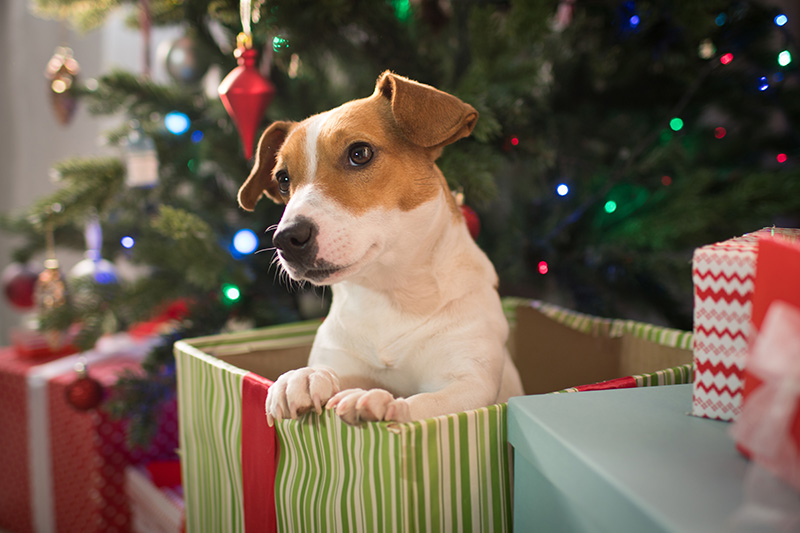 Fort Bend County Animal Services Urges Residents to Think Before You Gift a Pet This Holiday Season