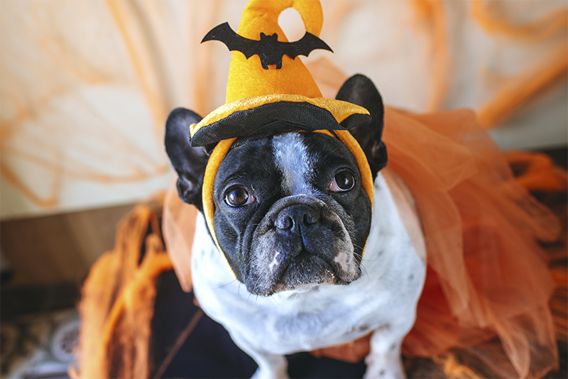 Howl-O-Ween and More at Citizens for Animal Protection (CAP)