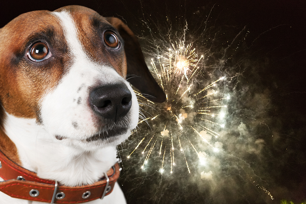 Fourth of July Pet Safety Tips for Cimarron Residents: Fireworks Are Not for Pets