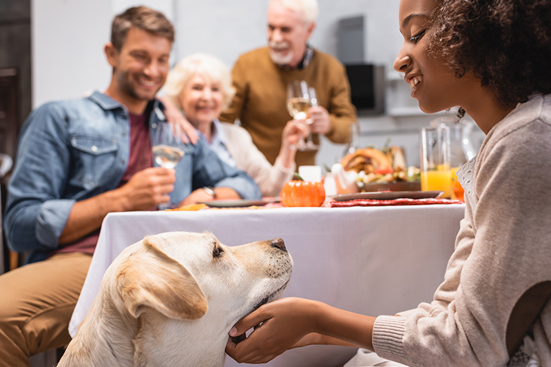 Eat This, Not That: Houston SPCA Shares Thanksgiving Safety Tips for Pets