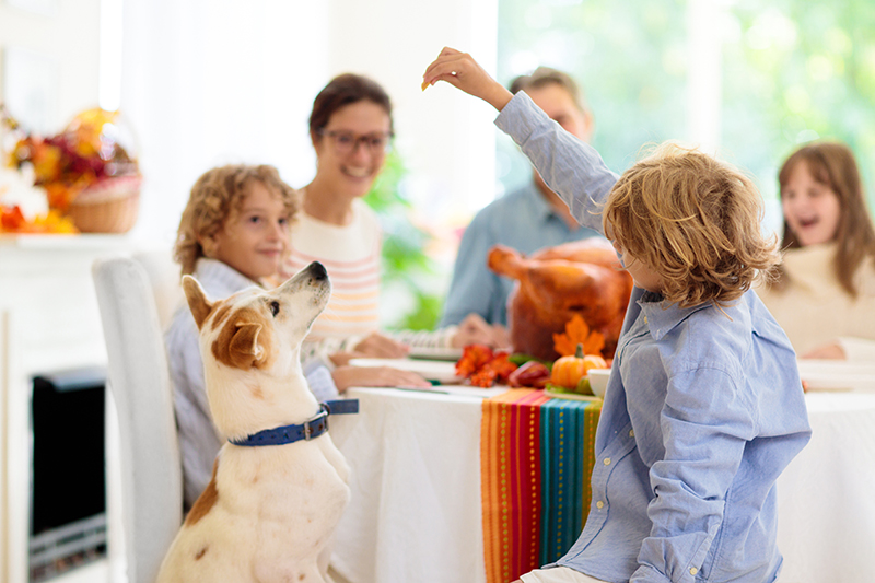 Thanksgiving Food Safety Tips for People and Pets: Protect Your Family and Furry Friends This Holiday Season