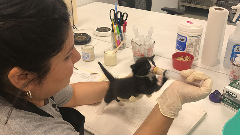 Houston SPCA Hosts Baby Shower for Neonatal Kittens and PuppiesÂ 