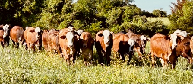 Enter to Win a Whole Cow in Beef on the Brazos' Annual Cattle Raffle